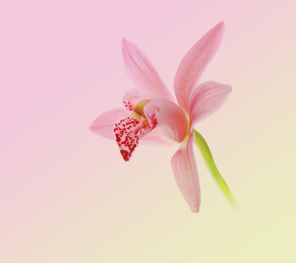Fondo flor rosa del Huawei Nova 2