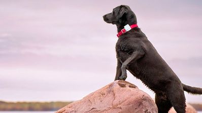 Perro con accesorio GPS