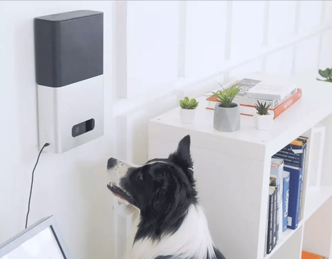 Petcube Cam Cámara de seguridad para mascotas con Wi-Fi para interiores con  aplicación de teléfono, monitor para mascotas con audio y video de 2 vías