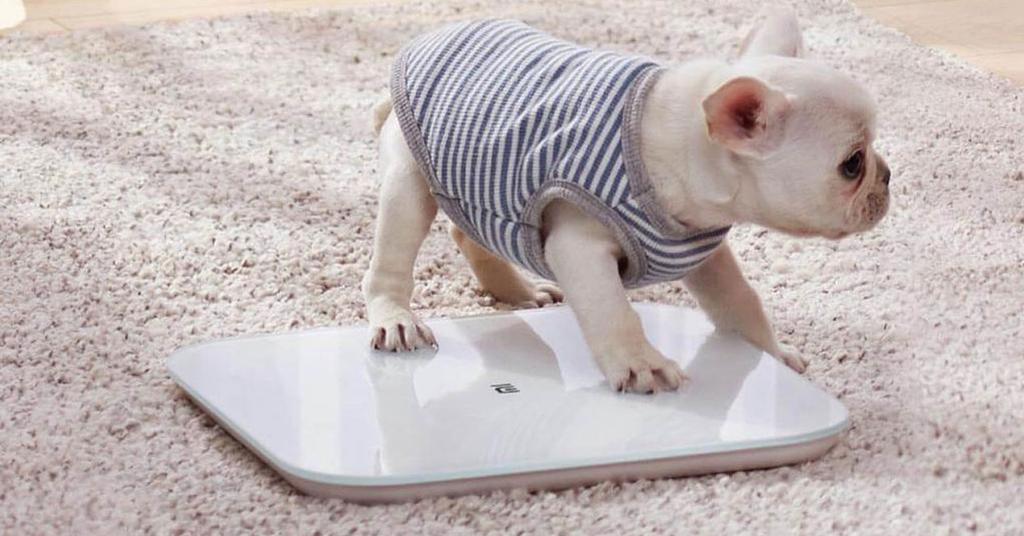 Báscula inteligente Xiaomi Mi Smart Weight Scale 2 con un perro