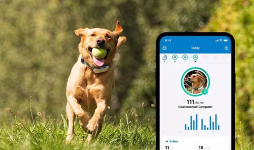 localizador GPS para perros