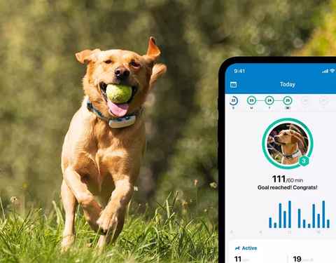 Rastreador GPS para perros, collar de rastreo de mascotas impermeable,  monitor de actividad GPS para perros (solo iOS), dispositivo de seguimiento  GPS