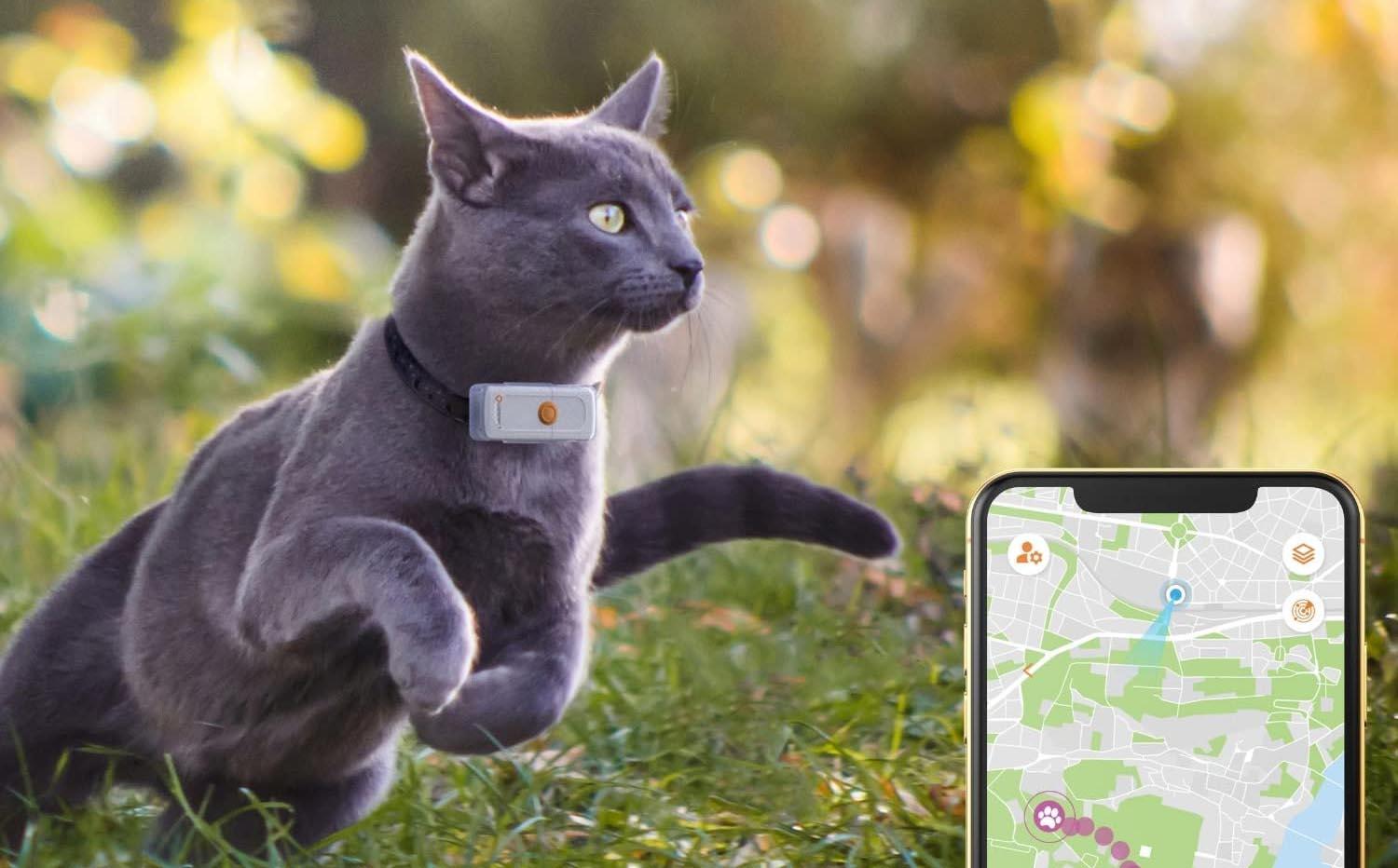 Rastreador GPS para gatos, collar inteligente de seguimiento de mascotas  resistente al agua (solo iOS), sin tarifa mensual, compatible con Apple  Find