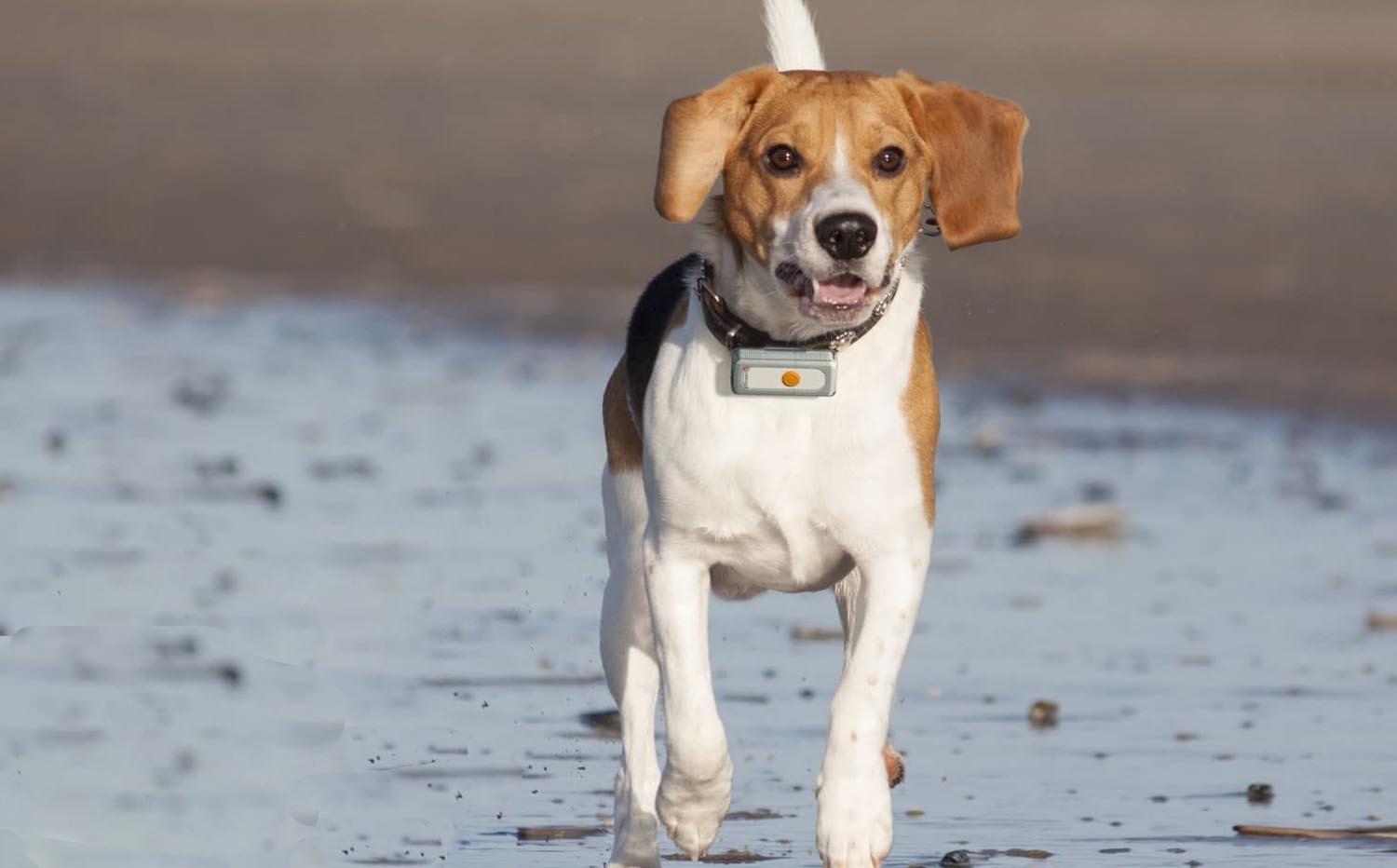 Los mejores collares de perro con GPS