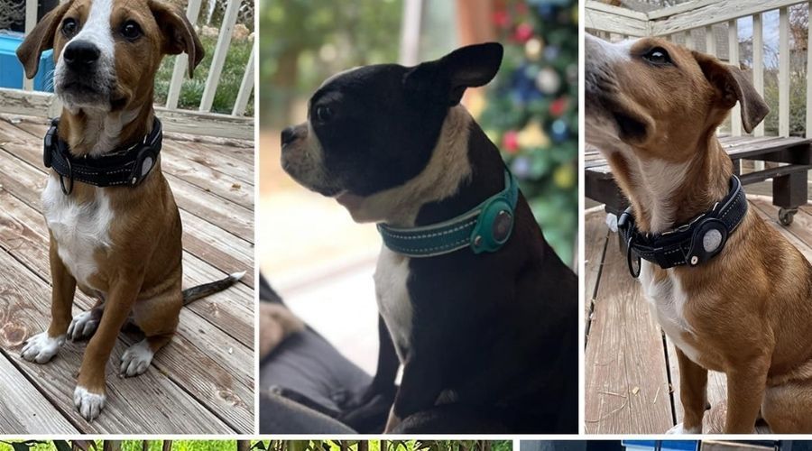 perros usando apple airtag