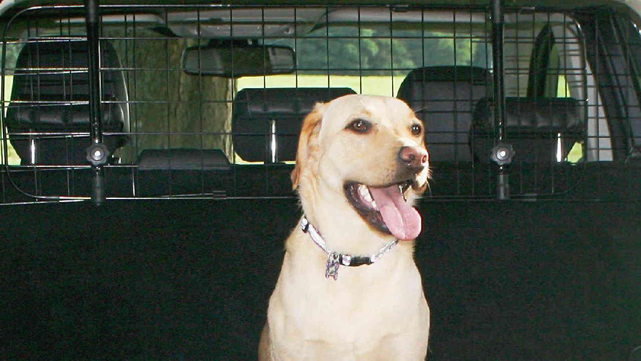 Asiento de coche para perro grande/alfombrilla para perro para coche/cama  para perro asiento de coche/cama de viaje para perro para coche/cama para  perro de carga SUV -  México
