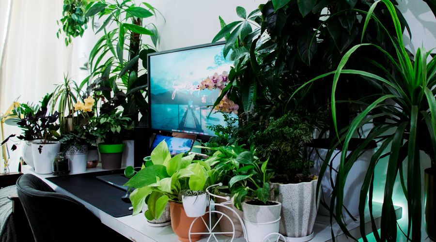 router wi-fi plantas