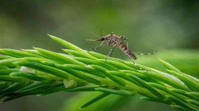 Mosquiteras imantadas