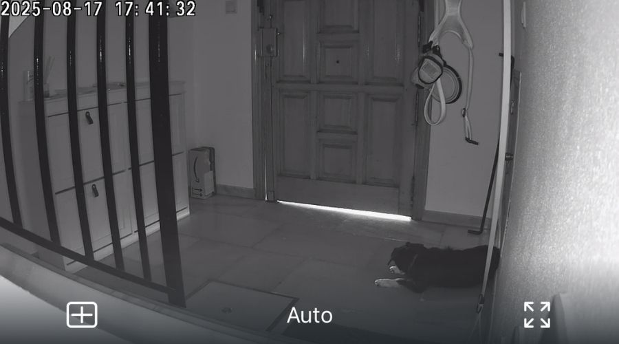 TAPO - Entrada casa perro