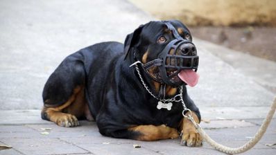 bozales para perros pixabay