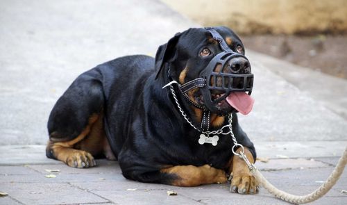 bozales para perros pixabay
